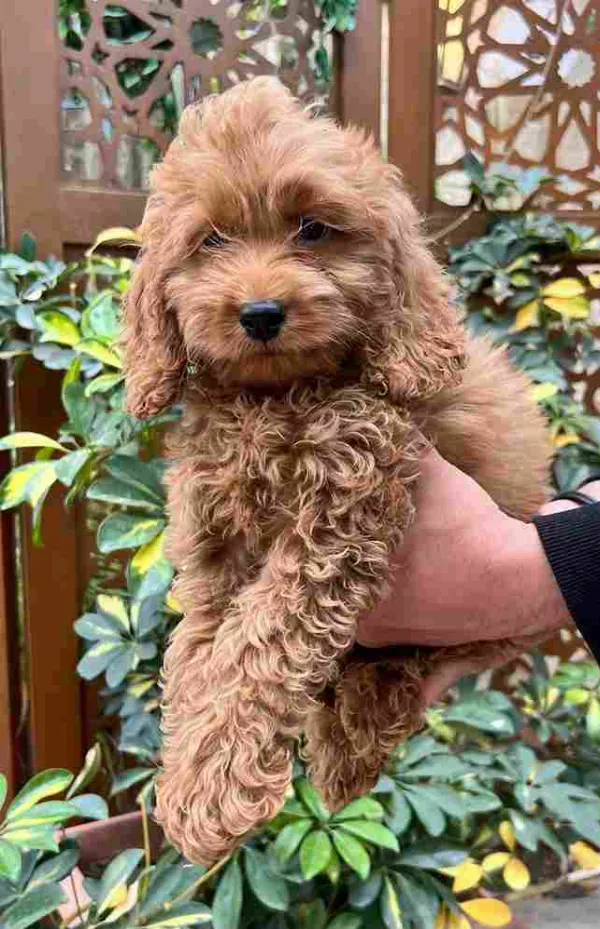 Poodle Luke