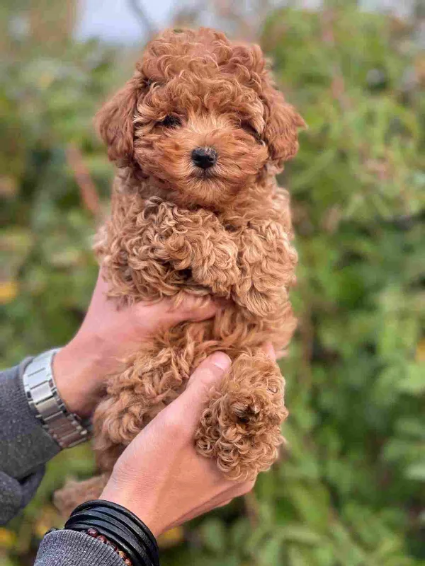 Poodle Ozzy