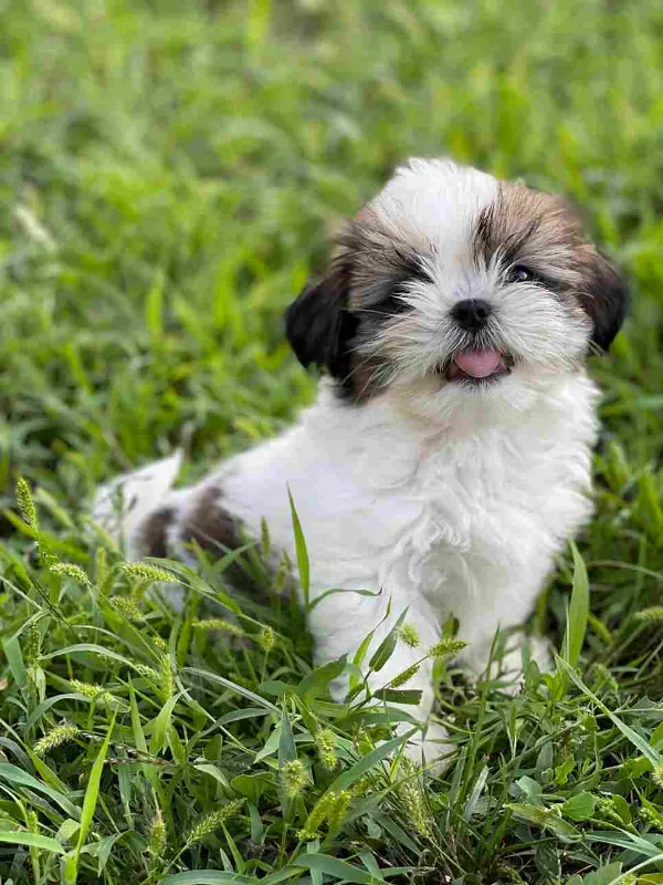 Shih Tzu Cookie