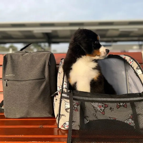 Bernese Mountain Dog Buddy