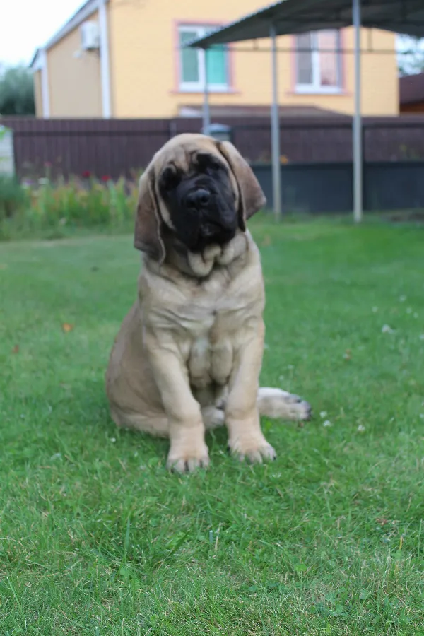 Meet Harley