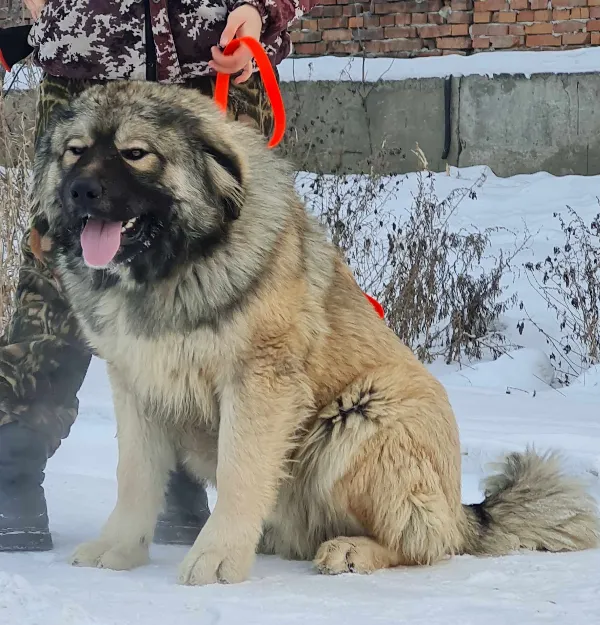 Meet Mavrik