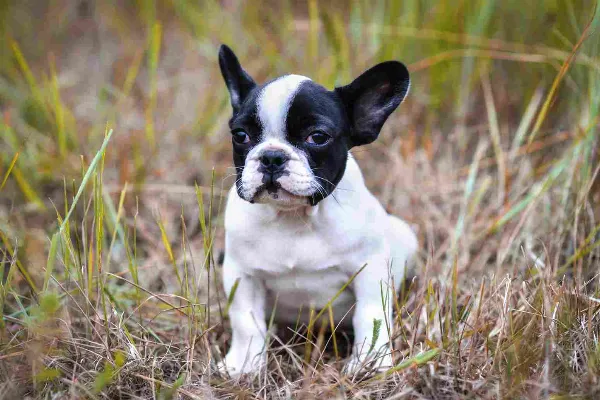 Meet Ollie