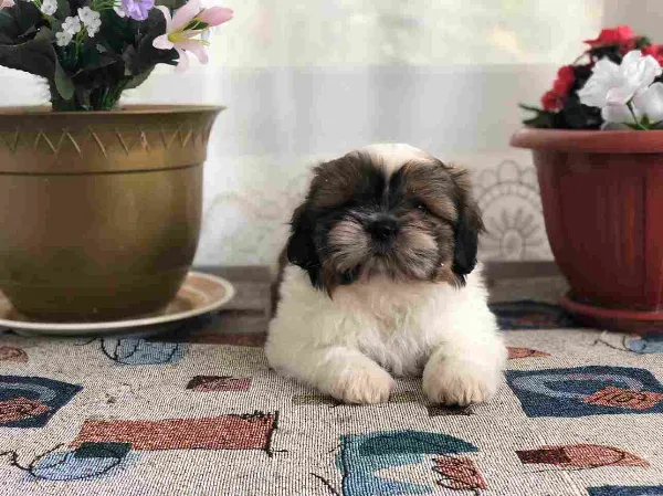 Shih Tzu Nemo