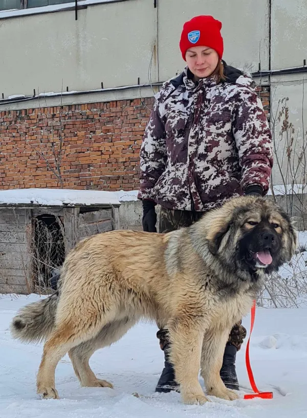 Caucasian Shepherd Mavrik