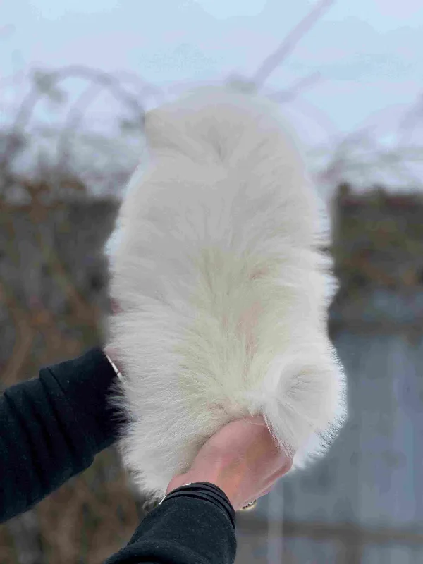 Pomeranian Bear
