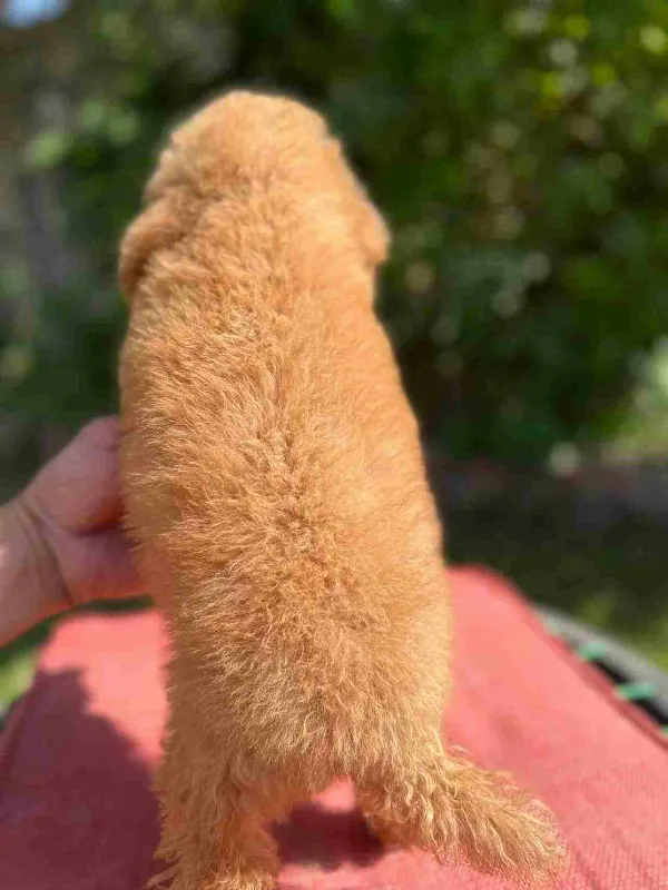 Poodle Ivy