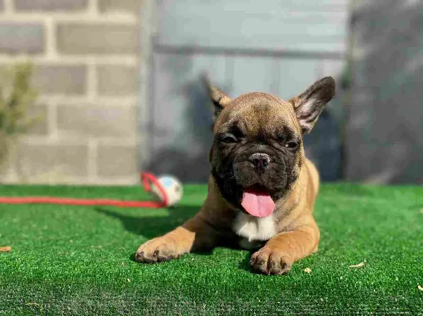 French Bulldog Copper