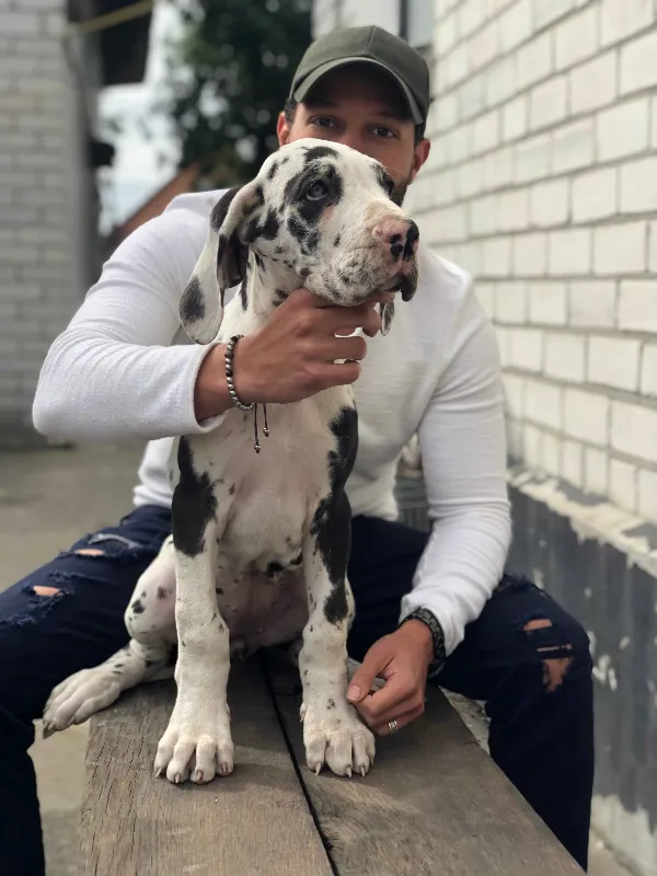 Great Dane Lilo