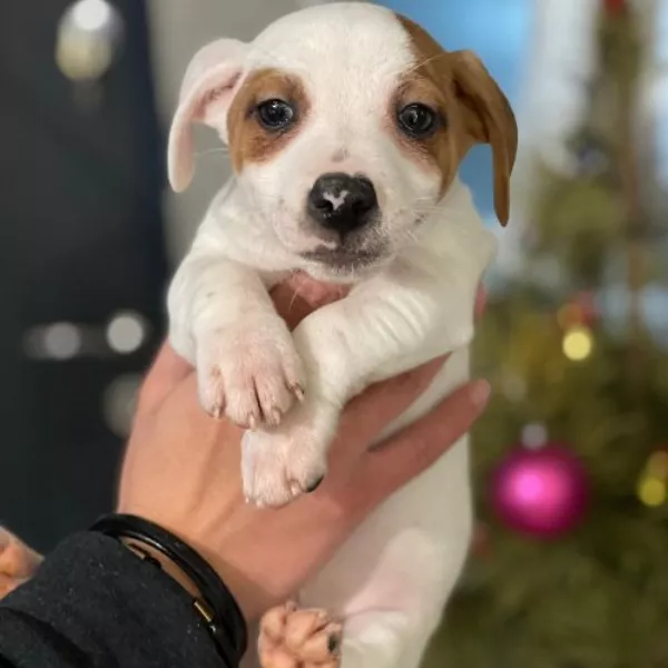 Meet Theo
