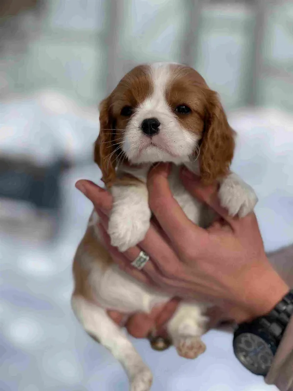 Meet Milo