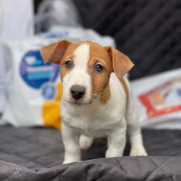 Jack Russell Terrier Smokey