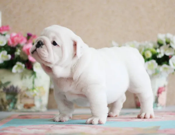 English Bulldog NELLIE
