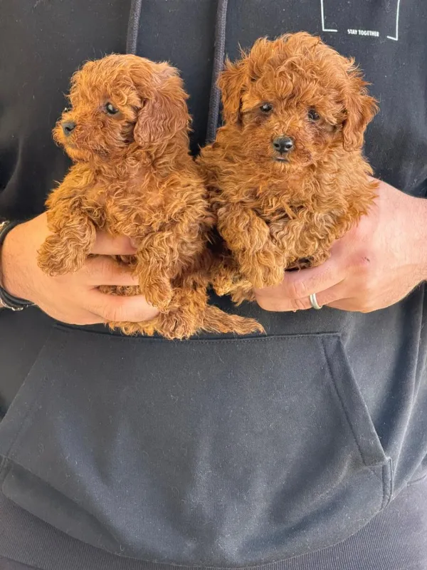 Poodle mailo