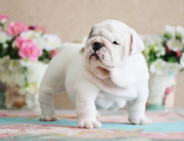 English Bulldog NONA