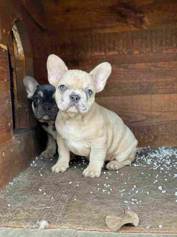 French Bulldog Mia