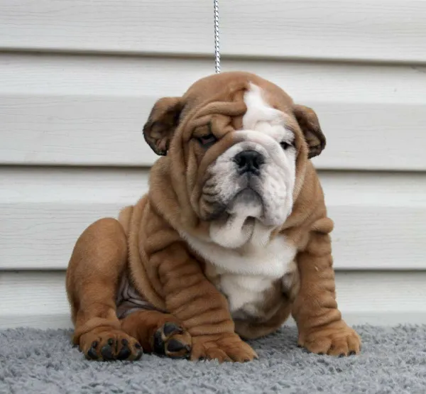 English Bulldog Cosmo