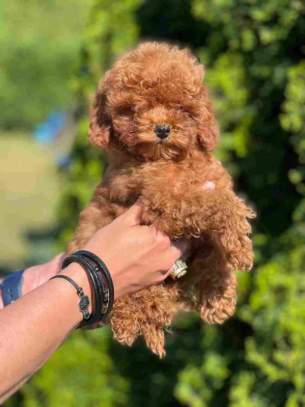 Meet Ziggy