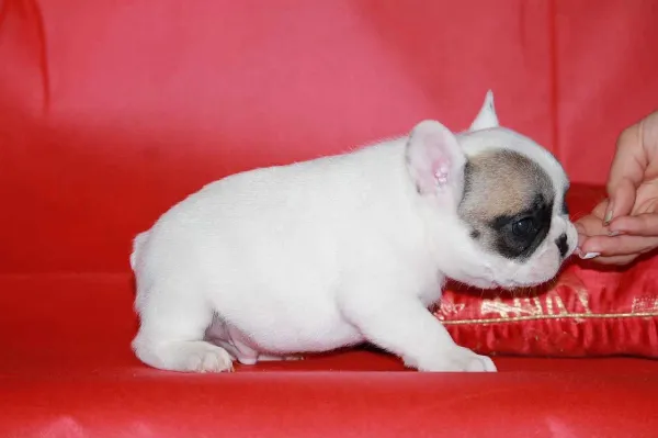 French Bulldog Honey