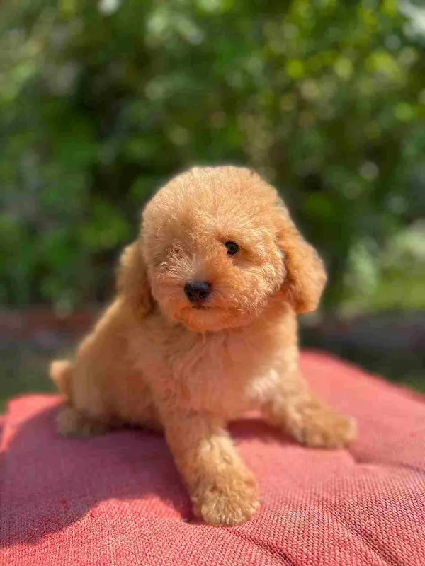 Poodle Ivy
