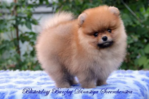 Pomeranian Lucky