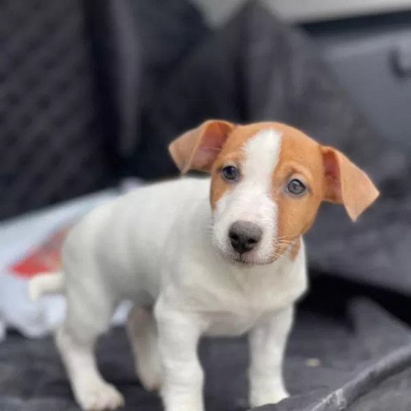 Meet Smokey