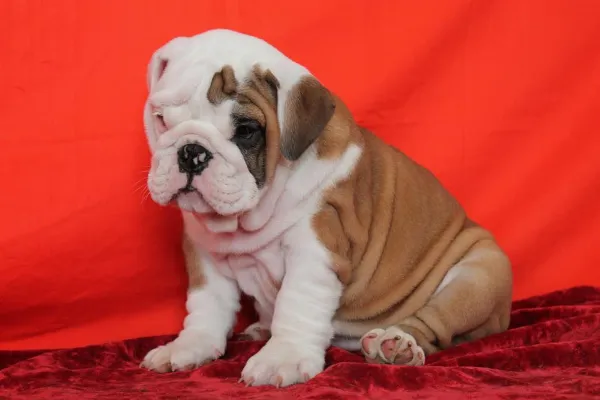 English Bulldog Remy