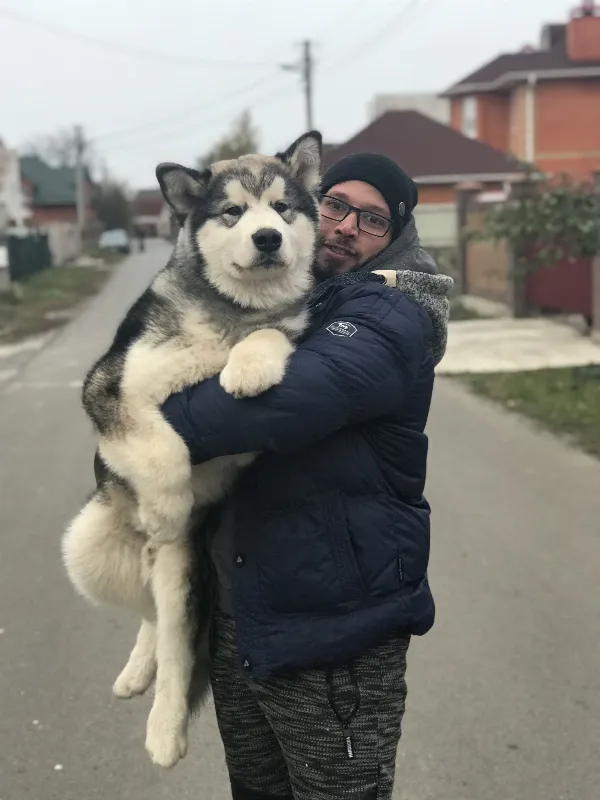 Alaskan Malamute Jax