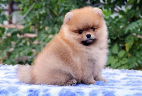 Pomeranian Lucky