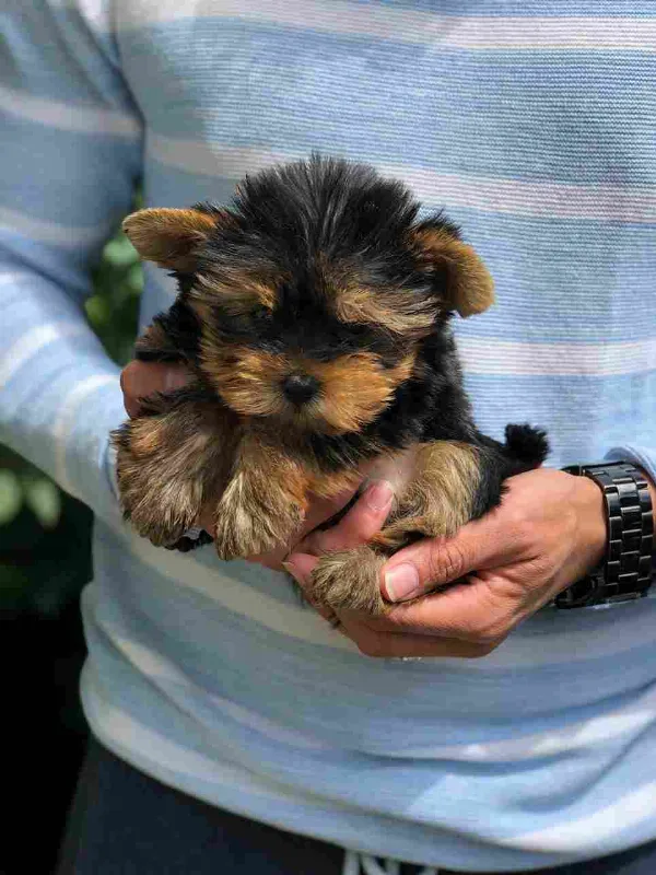 Meet Sammy
