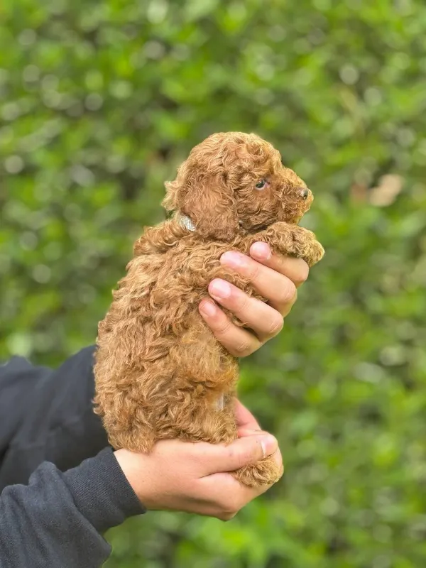 Poodle Breeze