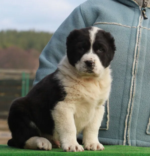 Meet Anton