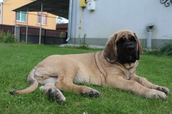 Old English Mastiff Harley