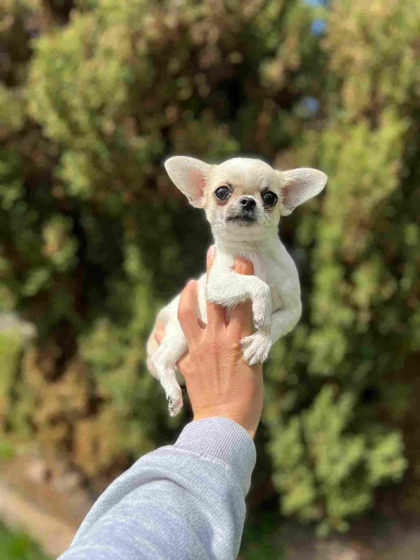 Meet Mac