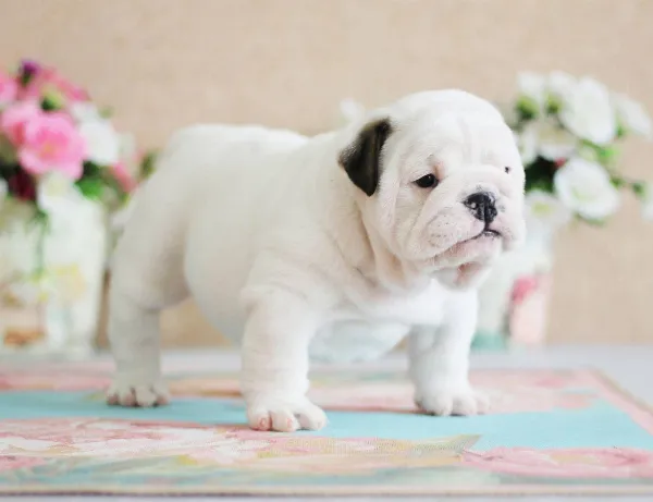 English Bulldog NELLIE