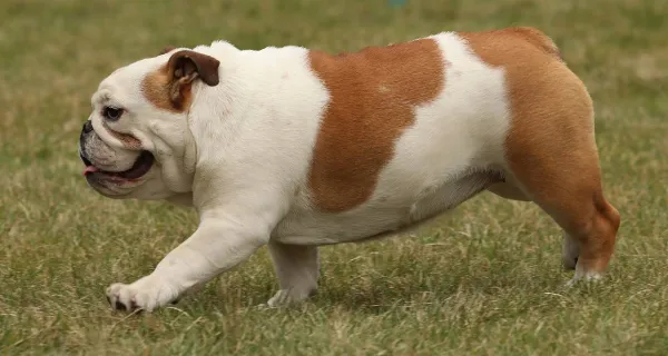 English Bulldog Doris