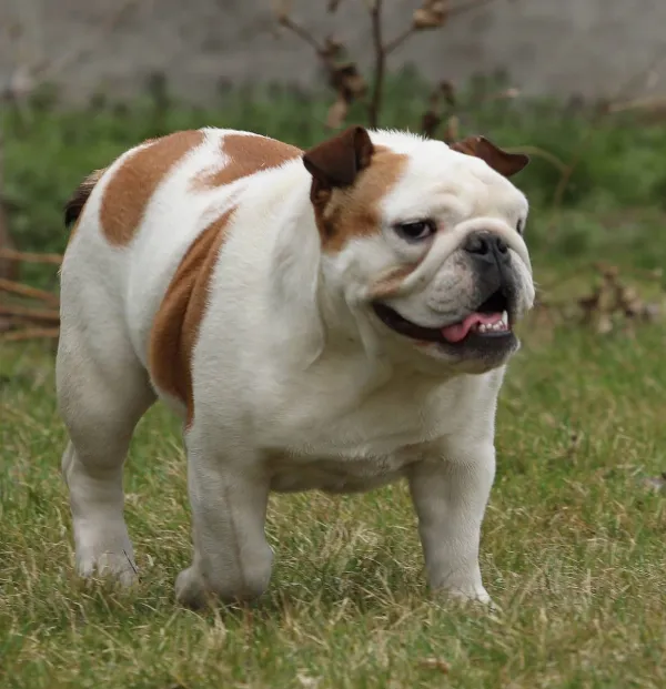 English Bulldog Doris