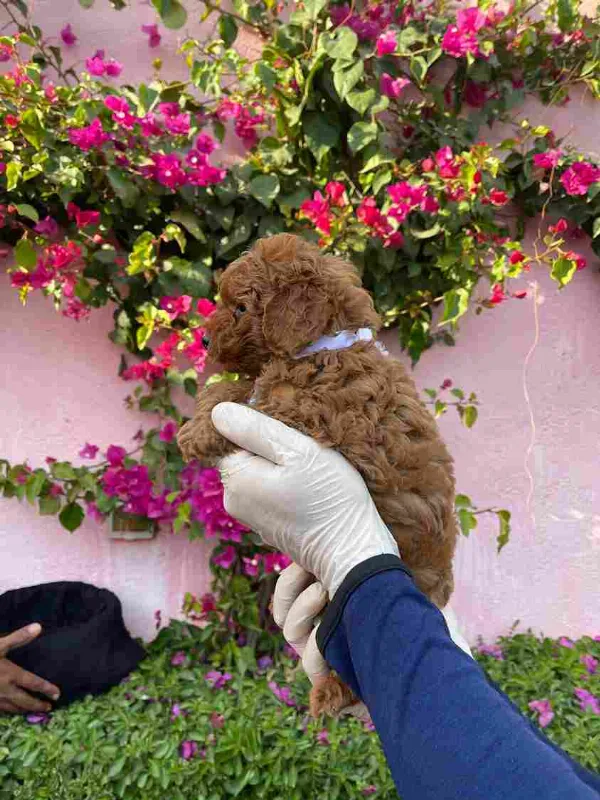 Poodle Ace