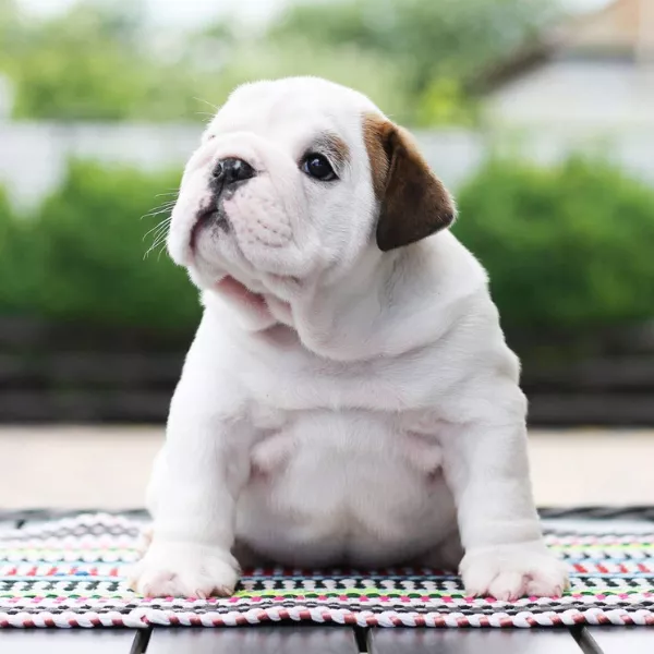 English Bulldog BRUNO