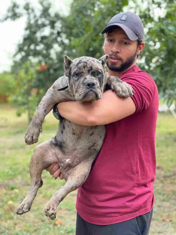 American Bully Rocky