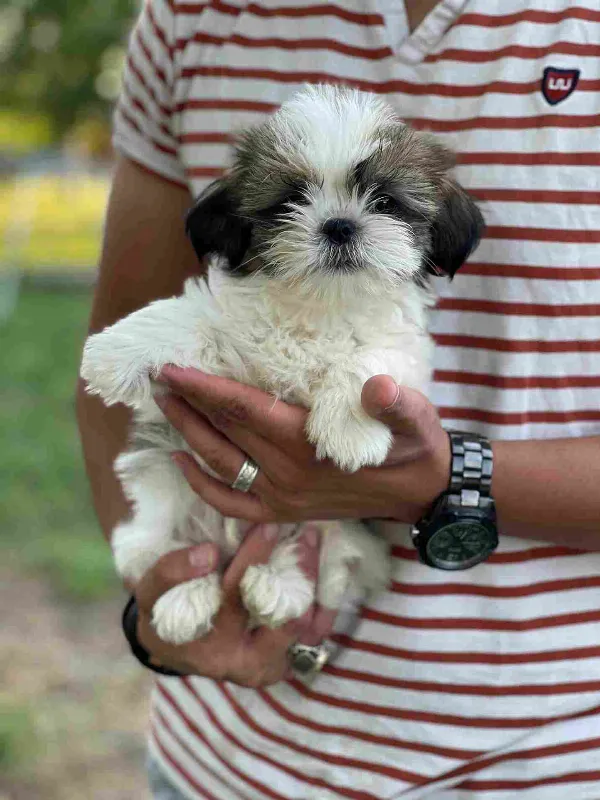 Shih Tzu Cookie