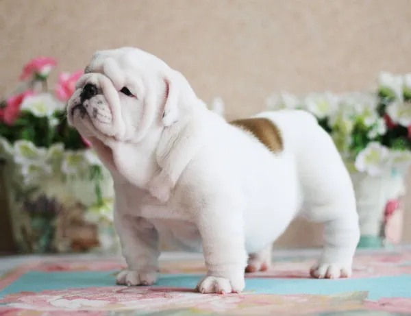 English Bulldog NONA