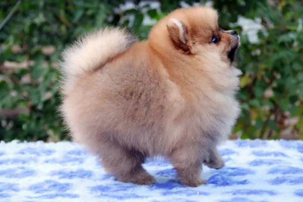 Pomeranian Lucky
