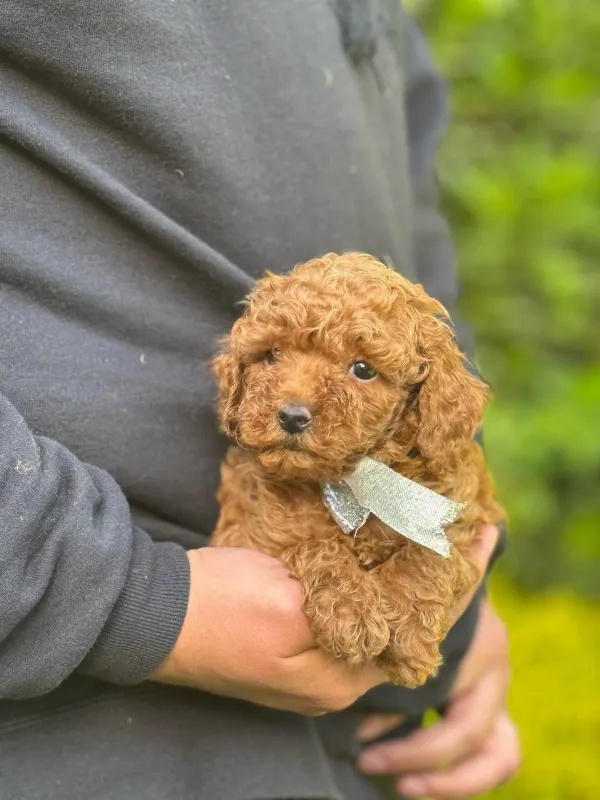 Poodle Breeze