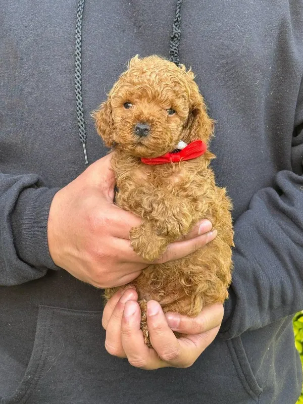 Poodle Brody