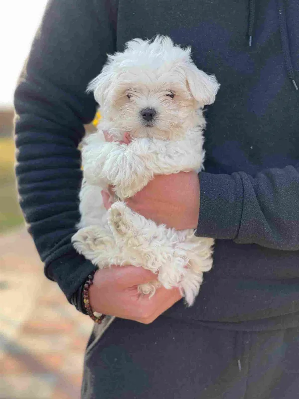Maltese Bear