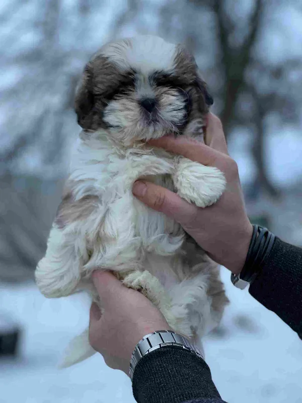 Shih Tzu Luna