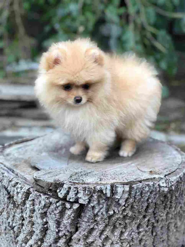 Pomeranian Lola