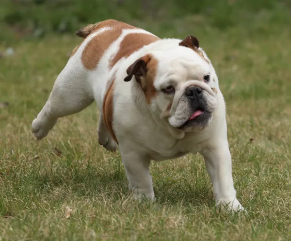 English Bulldog Doris
