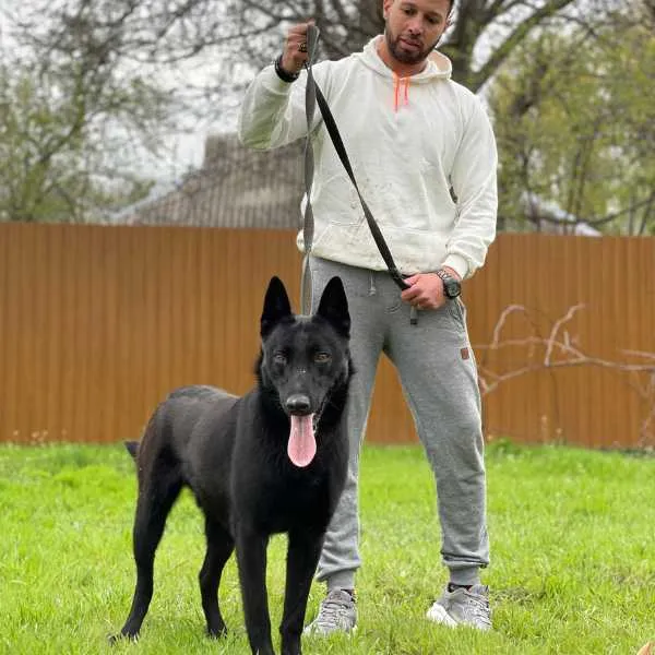 Belgian Malinois Bruce